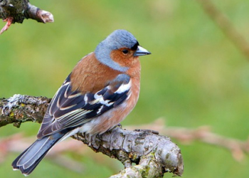 ‚Welcher Vogel singt denn da?‘