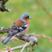 ‚Welcher Vogel singt denn da?‘