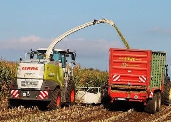 Schleswig-Holsteinisches Maissaatgut frei von gentechnisch veränderten Organismen