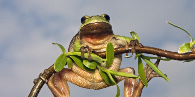 Froschkönig live!