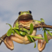 Froschkönig live!