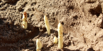Ab nächster Woche endlich Spargel!