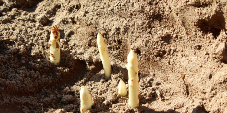 Ab nächster Woche endlich Spargel!