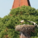Der Nusser Storch informiert