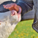 Dialog und Erlebnis: 33 landwirtschaftliche Betriebe öffnen ihre Türen
