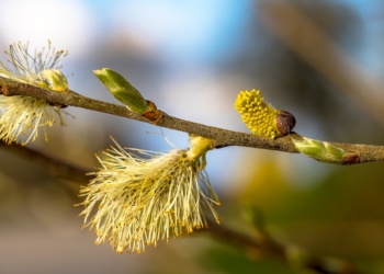 Allergie im Fokus