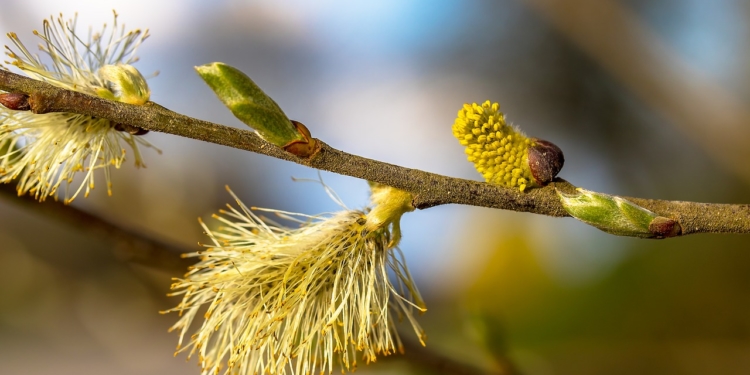 Allergie im Fokus