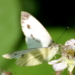 Schmetterlinge im Bauch