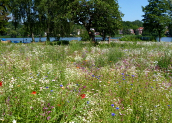 Biodiversität auf öffentlichen Flächen – Wildblumenwiese am Aqua Siwa