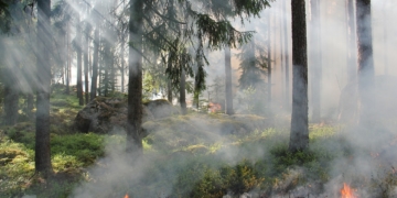Brandgefahr in Wäldern und auf Flächen in Schleswig-Holstein steigt
