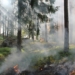 Brandgefahr in Wäldern und auf Flächen in Schleswig-Holstein steigt