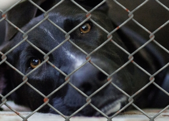 Unterstützung für Tierheime im Land: Förderrichtlinie tritt in Kraft