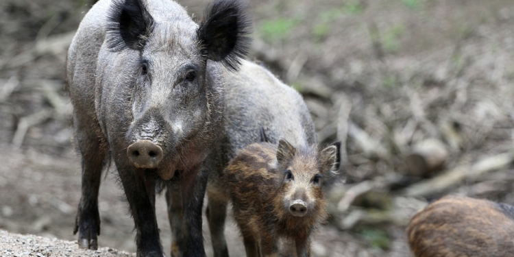 Mehr Mittel zur Bekämpfung der Afrikanischen Schweinepest