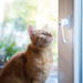 Lebensgefahr für Katzen – gekippte Fenster sind unterschätzte Fallen