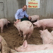Tag des ‚Seeluft-Schweins‘ in Buchholz