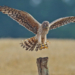 ‚Einblicke in die Natur‘ in Klein Zecher