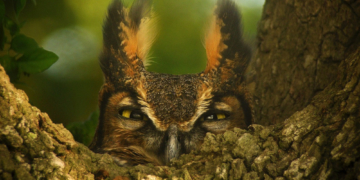 Heimische Eulenwelt – Faszination unserer Natur
