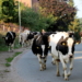 Kuhdamen beim Walking zur Weide