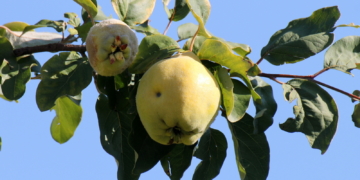 Hart und bitter
