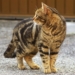 Ehrenamtliche Katzenfreunde gesucht