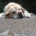 Op platt: De oole Hund