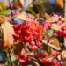 Die Farben des Herbstes