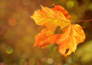 Herbstmarkt auf Gut Segrahn