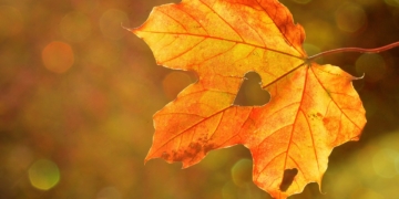 Herbstmarkt auf Gut Segrahn