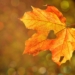Herbstmarkt auf Gut Segrahn