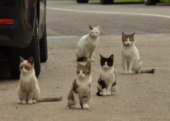 Freilebende Katzen können wieder kastriert werden
