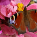 Das Ende der Natur überleben?