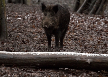 Ratzeburg: Jagd zur Prävention der Afrikanischen Schweinepest