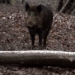 Ratzeburg: Jagd zur Prävention der Afrikanischen Schweinepest