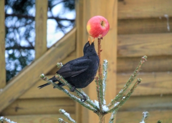 Von Amsel bis Zaunkönig: Weltvogelpark Walsrode gibt Tipps für die Winterfütterung einheimischer Vögel