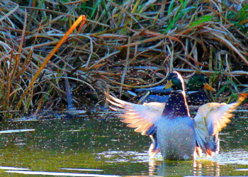 Der Macho auf dem Dorfteich