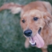 Aus dem Archiv: Dree Menschen und een Hund!