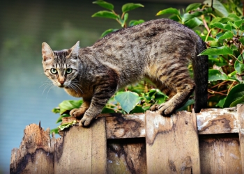 Stadt Ratzeburg erlässt neue Katzenschutzverordnung