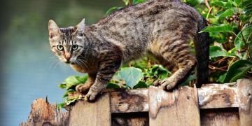 Stadt Ratzeburg erlässt neue Katzenschutzverordnung