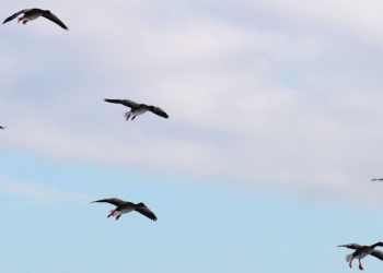 Fliegen sieht so leicht aus