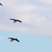 Fliegen sieht so leicht aus