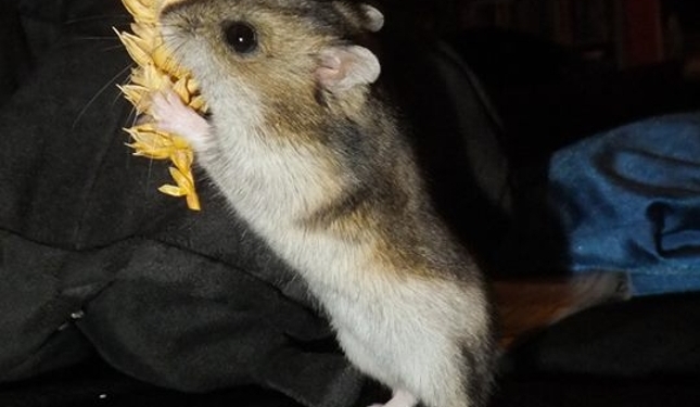 Aus dem Archiv: De Hamstertiet 1945 – 1948