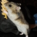 Aus dem Archiv: De Hamstertiet 1945 – 1948