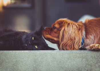 Aus dem Archiv: Twee Bullerjahns oder Een Hund und een Katt