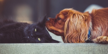 Aus dem Archiv: Twee Bullerjahns oder Een Hund und een Katt