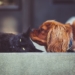 Aus dem Archiv: Twee Bullerjahns oder Een Hund und een Katt