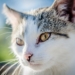 Landesweite Katzen-Kastrationsaktion ab dem 15. Februar