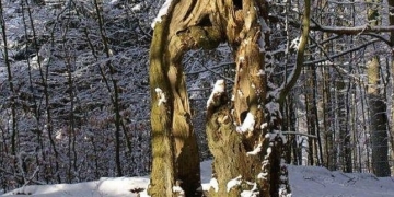 Aus dem Archiv: Geschicht von eenen oolen Boom