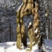 Aus dem Archiv: Geschicht von eenen oolen Boom