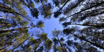 Grüne nehmen den kreiseigenen Wald in den Fokus