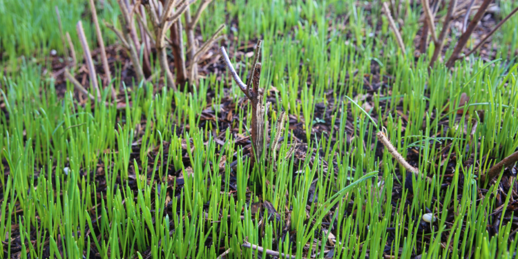 Frühlingserwachen im Januar?